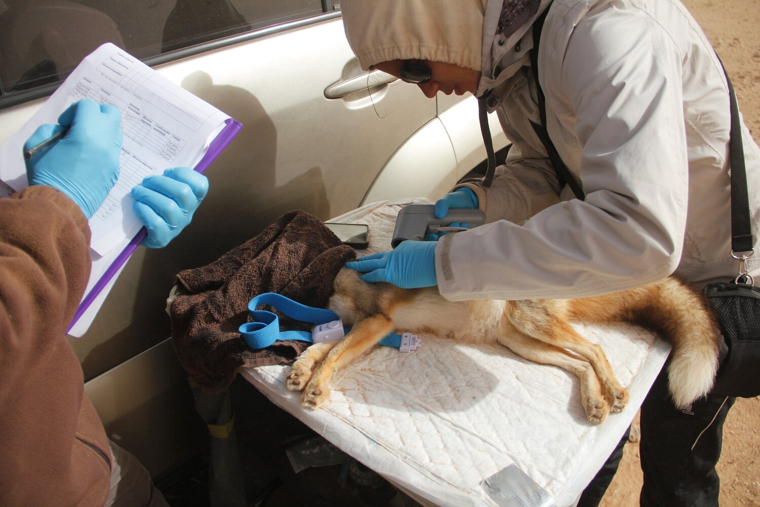Field check-up and blood collection of a Rüppell's fox